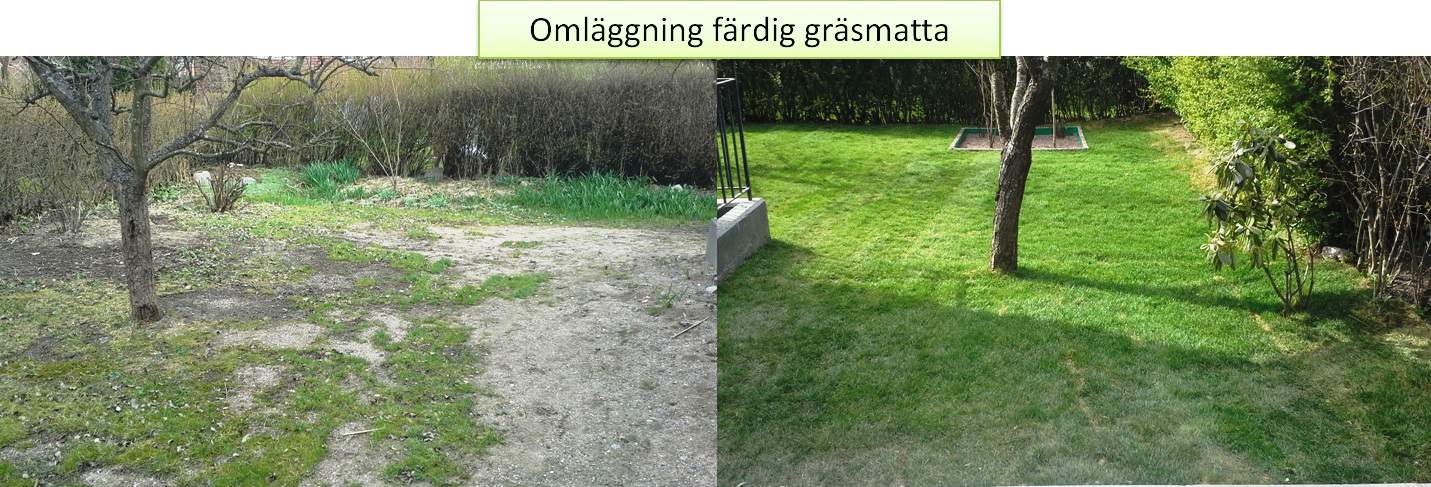 Referensjobb "Omläggning färdig gräsmatta" utfört av Gröna Bussen AB
